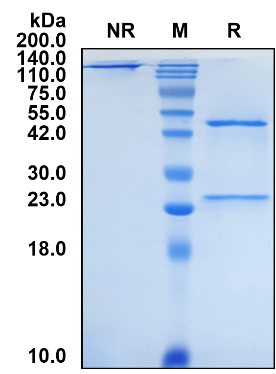(Tisotumab)Biosimilar Reference Antibody(F3)