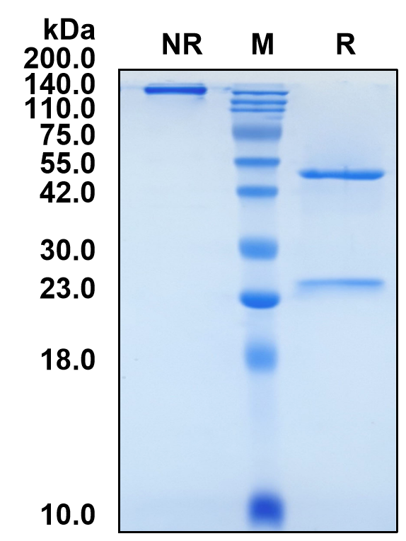 (Tobevibart)Biosimilar Reference Antibody(Human Papillomavirus Envelope Protein)