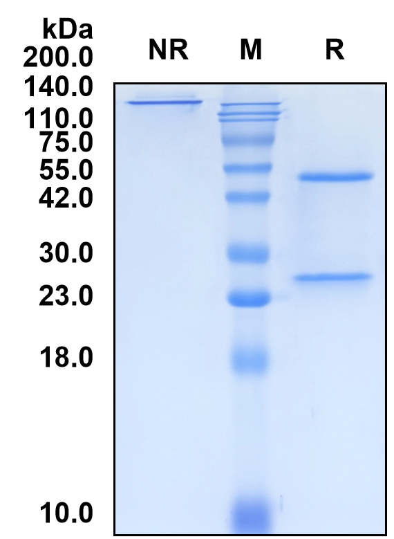 (Tomaralimab)Biosimilar Reference Antibody(TLR2/CD282)