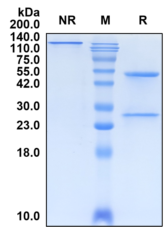 (Tomuzotuximab)Biosimilar Reference Antibody(EGFR/ERBB1/HER1)