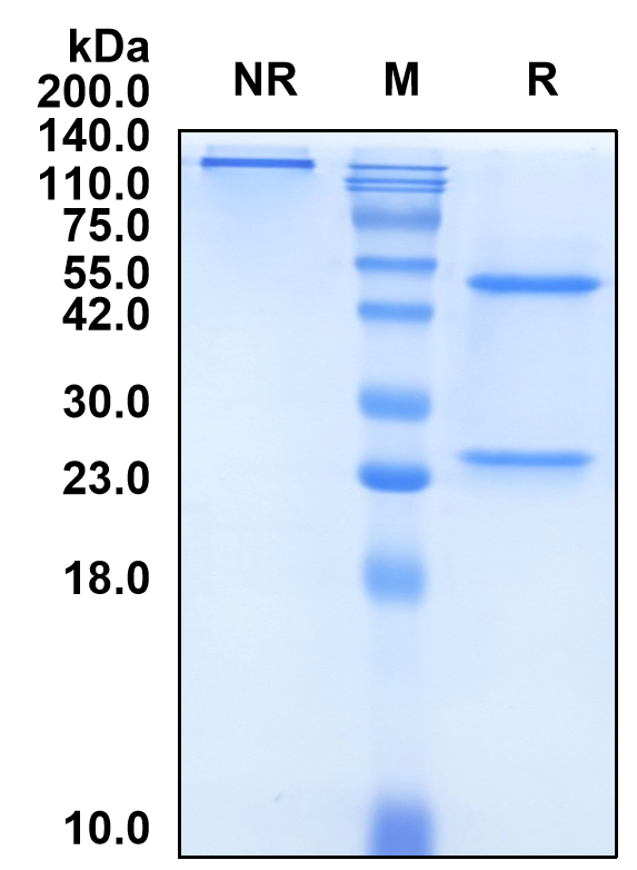(Torudokimab)Biosimilar Reference Antibody(IL33)