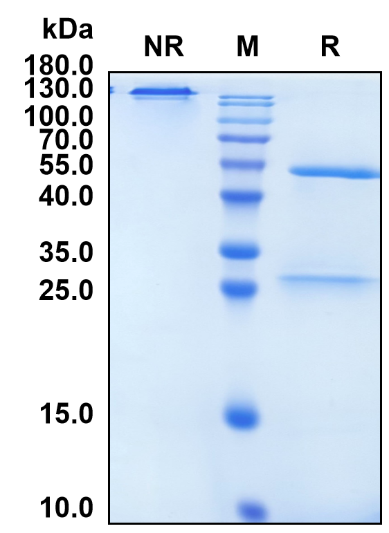 (Tozorakimab)Biosimilar Reference Antibody(IL33)