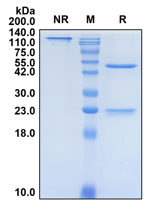 (Traxivitug)Biosimilar Reference Antibody(BK Polyomavirus Major Capsid Protein VP1)