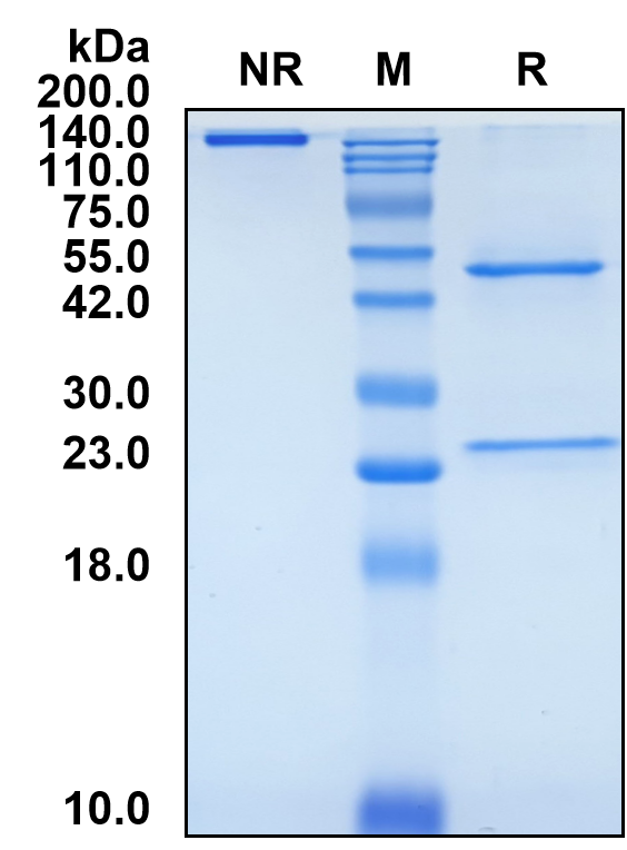(Trevogrumab)Biosimilar Reference Antibody(MSTN)