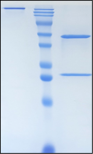 (Tulisokibart)Biosimilar Reference Antibody(TNFSF15/TL1A/VEGI)