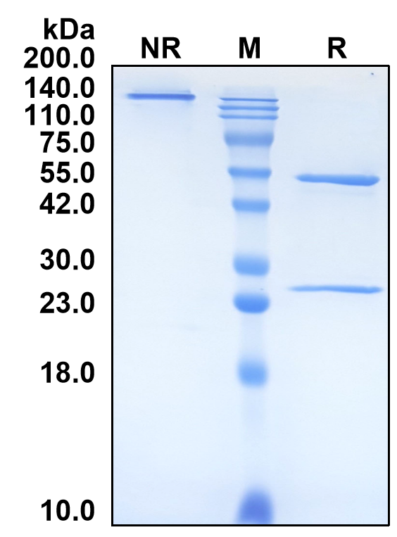 (Tusamitamab)Biosimilar Reference Antibody(CEACAM5/CD66e)