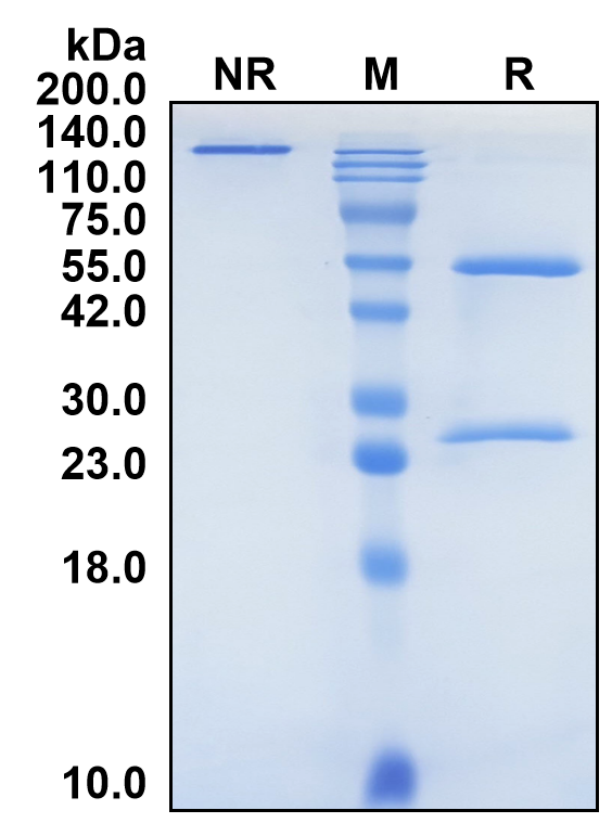 (Tuvonralimab)Biosimilar Reference Antibody(CTLA4/CD152)