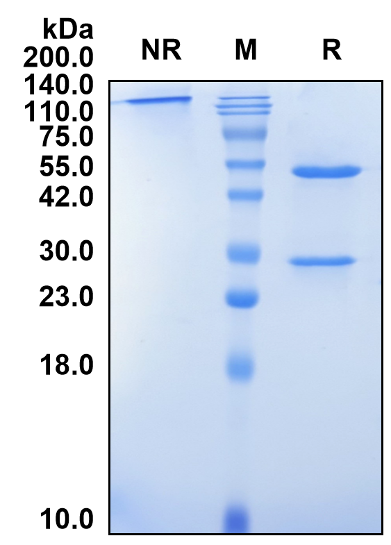 (Ucenprubart)Biosimilar Reference Antibody(MOX2R/CD200R1)