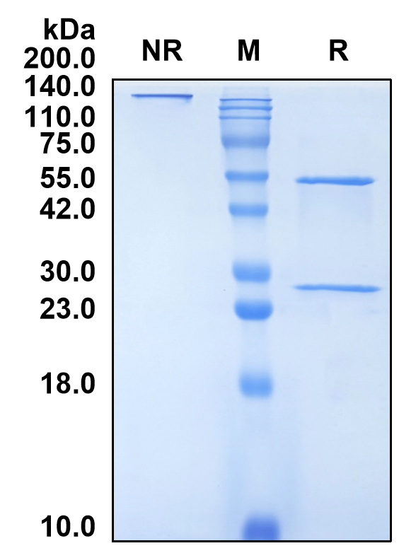 (Ulenistamab)Biosimilar Reference Antibody(PAUF)
