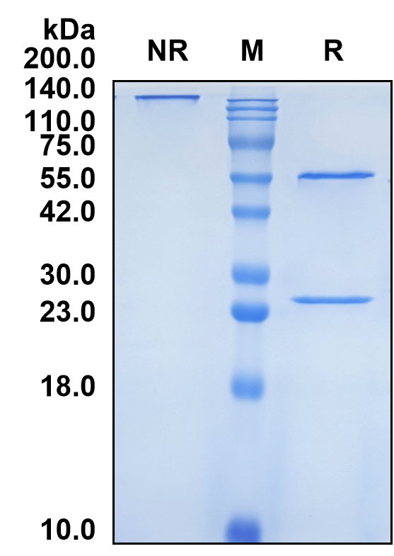 (Uliledlimab)Biosimilar Reference Antibody(NT5E/CD73)