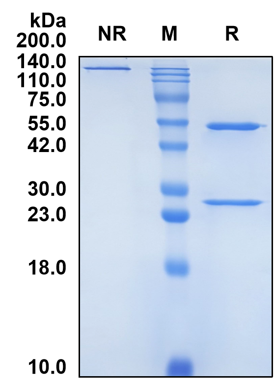 (Ulviprubart)Biosimilar Reference Antibody(KLRG1)