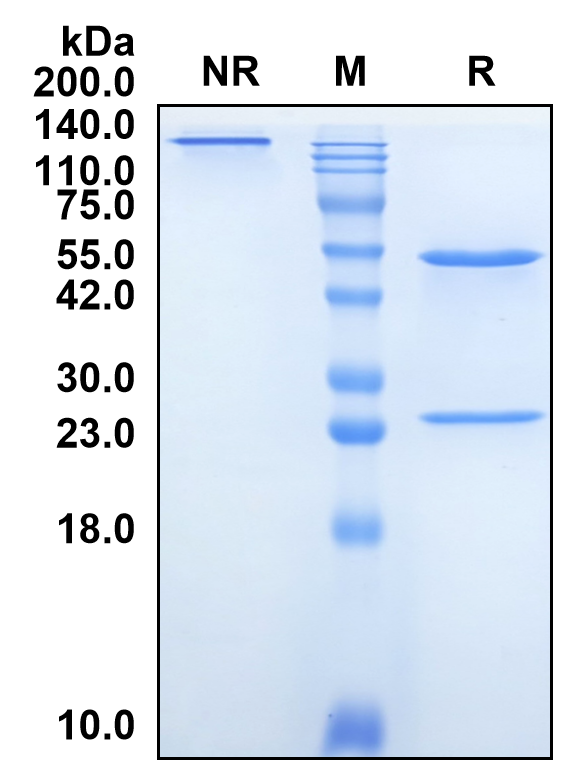 (Upinitatug)Biosimilar Reference Antibody(SLC34A2)