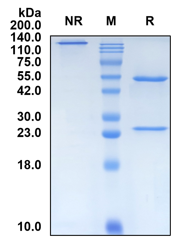 (Urabrelimab)Biosimilar Reference Antibody(IAP/CD47)