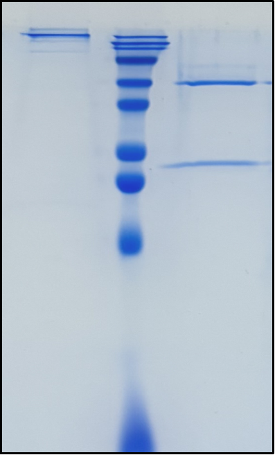 (Urelumab)Biosimilar Reference Antibody(TNFRSF9/CD137/4-1BB)
