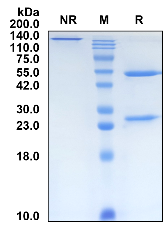 (Urtoxazumab)Biosimilar Reference Antibody(Shiga-like Toxin II)