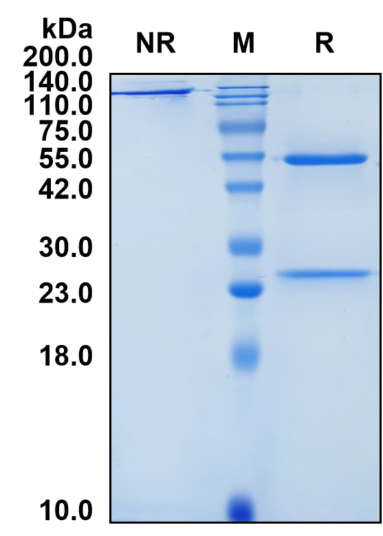 (Vadastuximab)Biosimilar Reference Antibody(SIGLEC3/CD33/p67)(CAS NO:1436390-63-4)