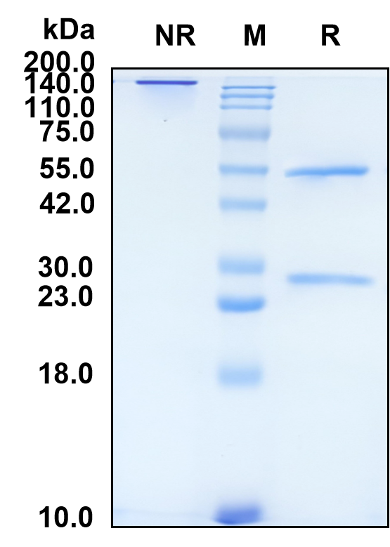 (Vamikibart)Biosimilar Reference Antibody(IL6)