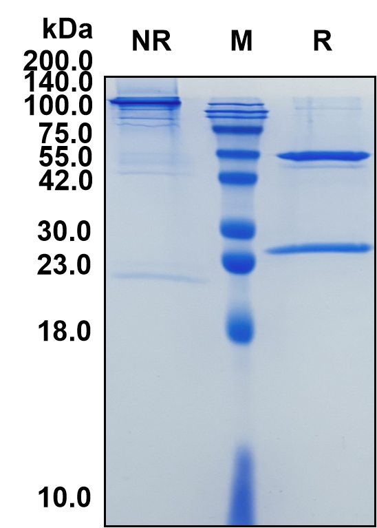 (Varlilumab)Biosimilar Reference Antibody(TNFRSF7/CD27)