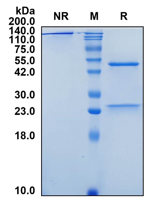 (Varokibart)Biosimilar Reference Antibody(IL5)(CAS NO:2643349-04-4)