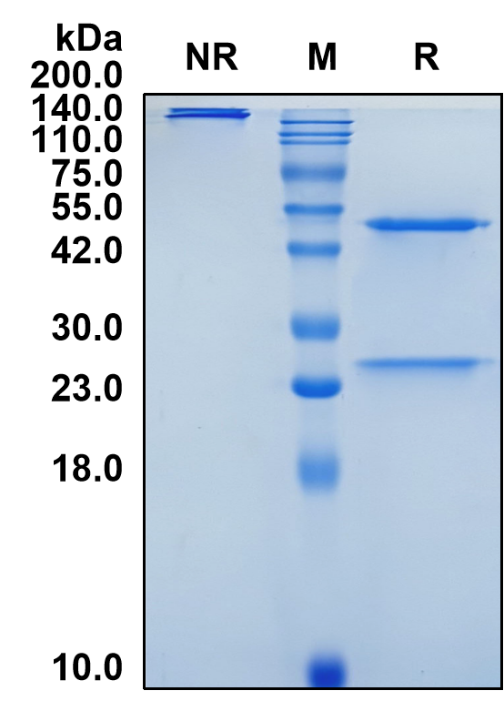 (Vatelizumab)Biosimilar Reference Antibody(ITGA2/CD49B)(CAS NO:1238217-55-4)