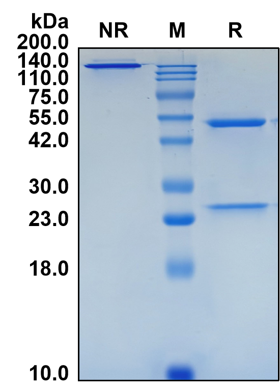 (Verekitug)Biosimilar Reference Antibody(CRLF2)(CAS NO:2768386-15-6)