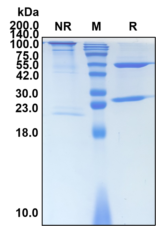 (Vibostolimab)Biosimilar Reference Antibody(TIGIT/WUCAM/VSTM3)