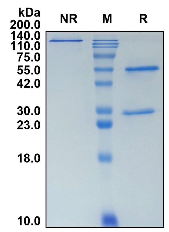 (Vilamakitug)Biosimilar Reference Antibody(IL1A)(CAS NO:2458202-06-5)