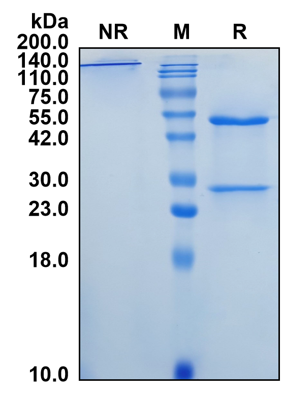 (Vilobelimab)Biosimilar Reference Antibody(C5)(CAS NO:2250440-41-4)