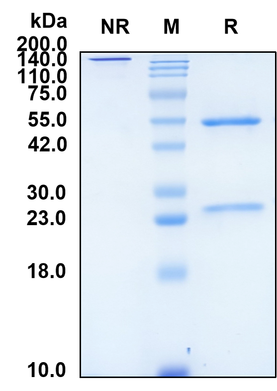 (Volagidemab)Biosimilar Reference Antibody(GCCR/NR3C1)
