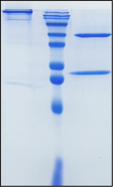 (Vopratelimab)Biosimilar Reference Antibody(ICOS/CD278)