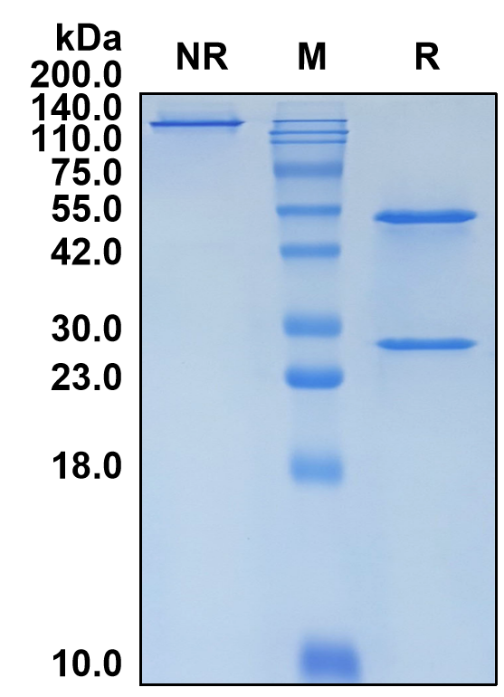 (Vunakizumab)Biosimilar Reference Antibody(IL17A)(CAS NO:1792181-33-9)