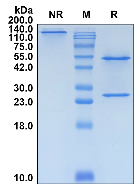 (Zagotenemab)Biosimilar Reference Antibody(MAPT)(CAS NO:2019133-28-7)