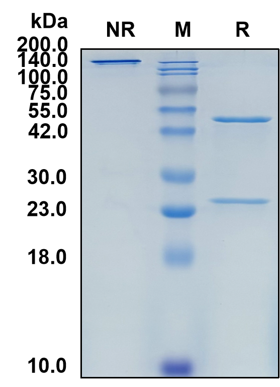 (Zalutumumab)Biosimilar Reference Antibody(EGFR/ERBB1/HER1)(CAS NO:667901-13-5)