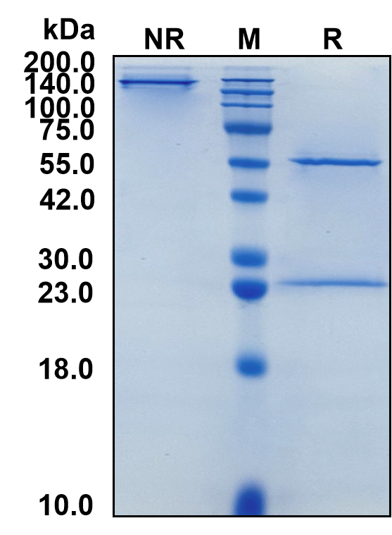(Zansecimab)Biosimilar Reference Antibody(ANGPT2)(CAS NO:2415205-37-5)