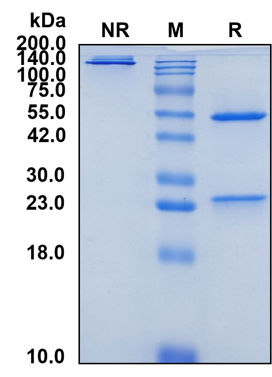 (Zigakibart)Biosimilar Reference Antibody(TNFSF13/CD256/APRIL)(CAS NO:2642175-46-8)