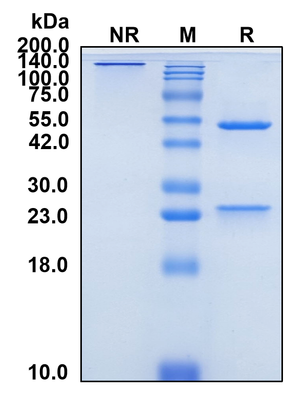 (Ziltivekimab)Biosimilar Reference Antibody(IL6)(CAS NO:2226654-05-1)