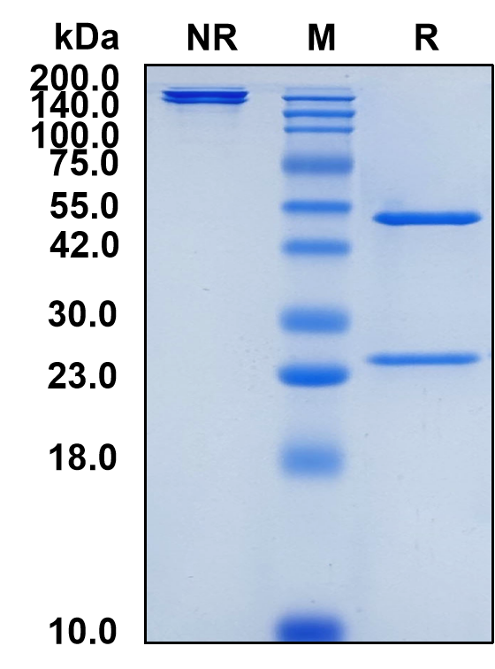 (Zuberitamab)Biosimilar Reference Antibody(MS4A1/CD20)(CAS NO:2251143-19-6)