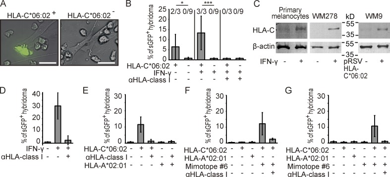结合原纤维蛋白 ADAMTSL5
