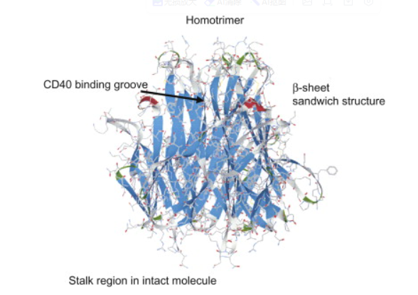 肿瘤坏死因子CD154