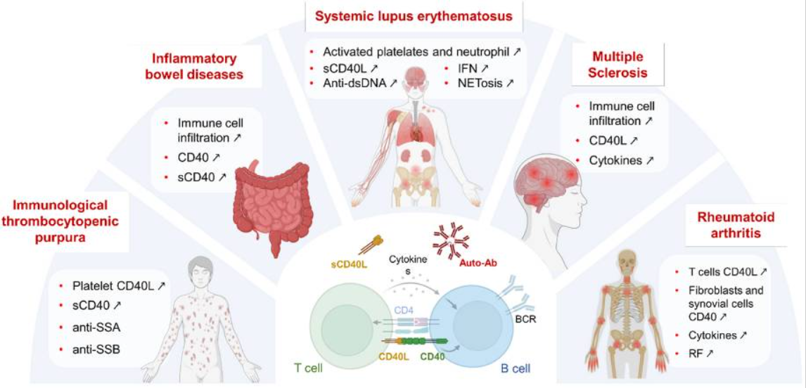 肿瘤坏死因子CD154