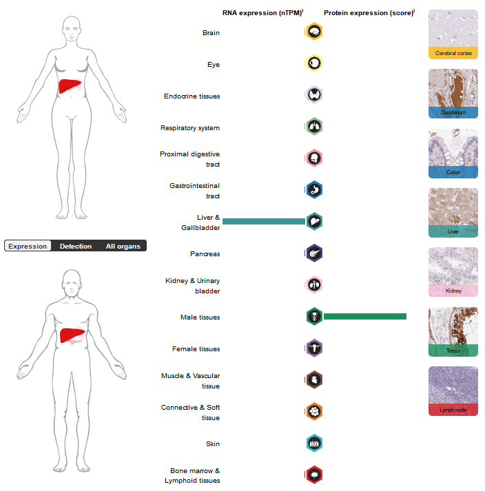 钙依赖性凝集素APCS 钙依赖性凝集素APCS