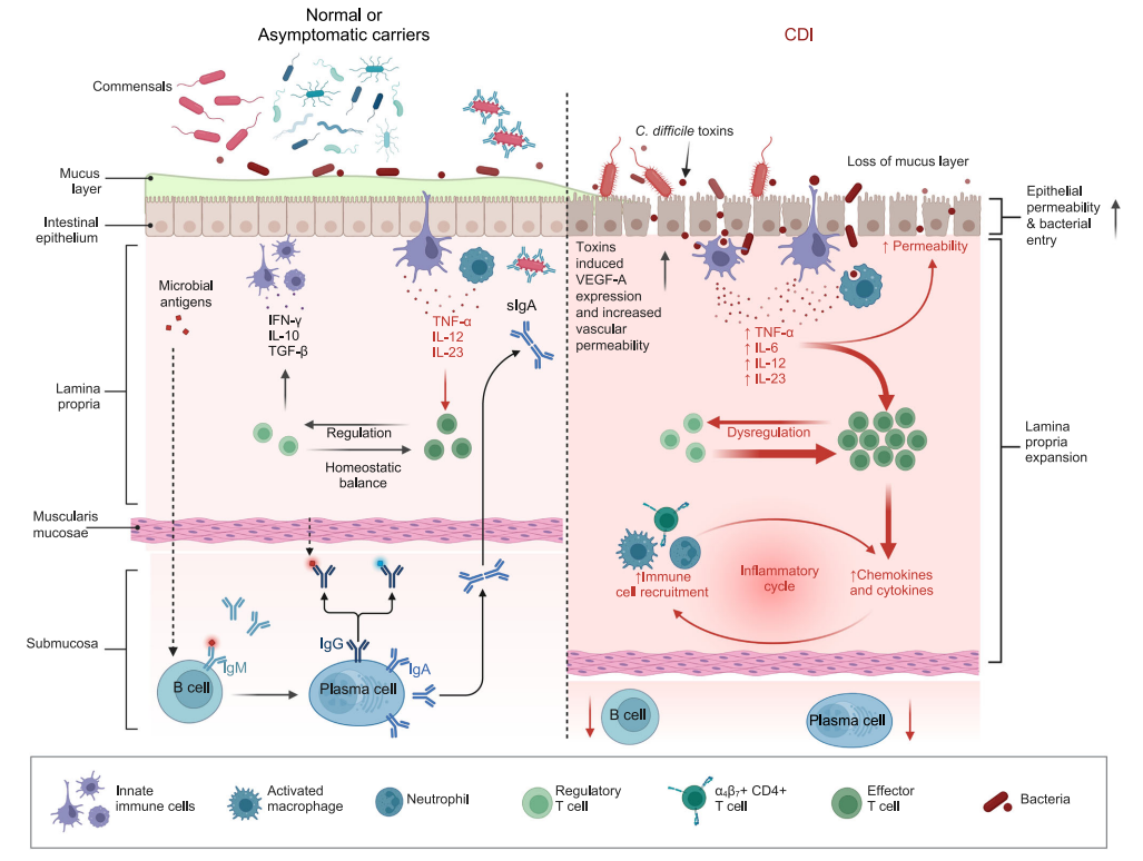 艰难梭菌感染毒素Toxin A和Toxin B 艰难梭菌感染毒素Toxin A和Toxin B