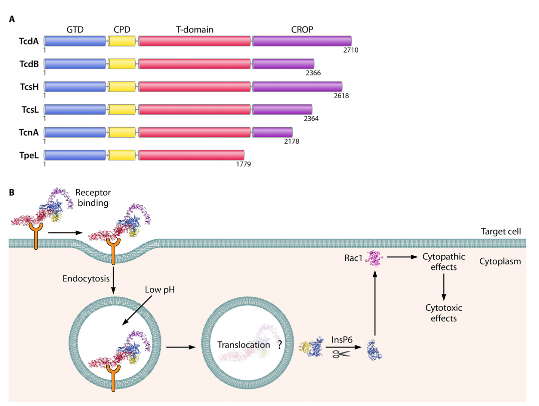 艰难梭菌感染毒素Toxin A和Toxin B 艰难梭菌感染毒素Toxin A和Toxin B