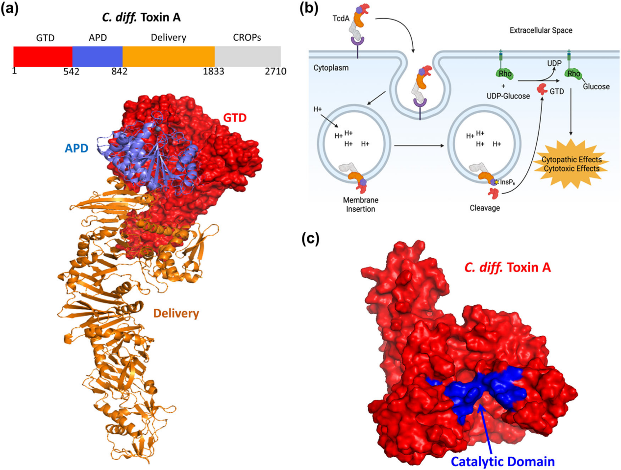 艰难梭菌感染毒素Toxin A和Toxin B 艰难梭菌感染毒素Toxin A和Toxin B