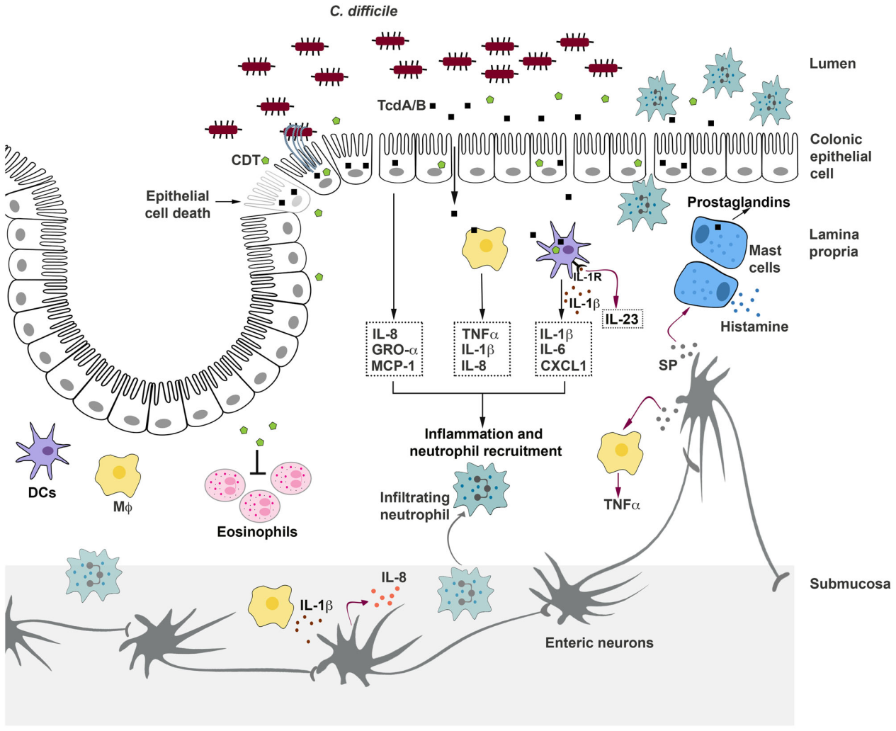 艰难梭菌感染毒素Toxin A和Toxin B 艰难梭菌感染毒素Toxin A和Toxin B