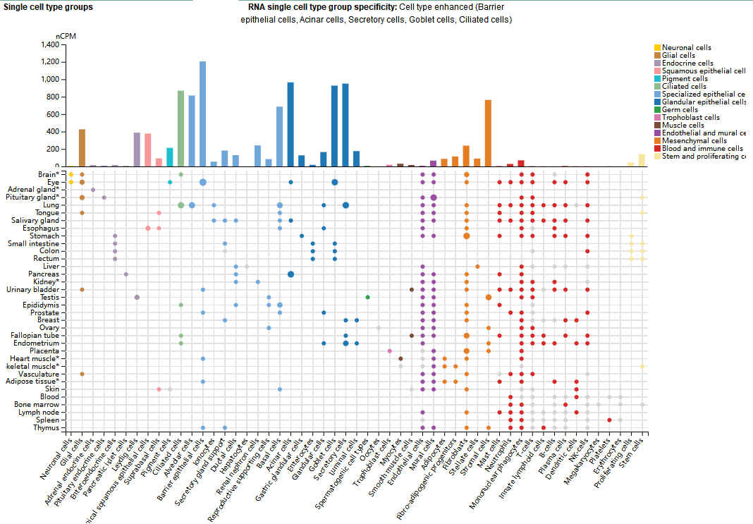 凝血途径启动子CD142