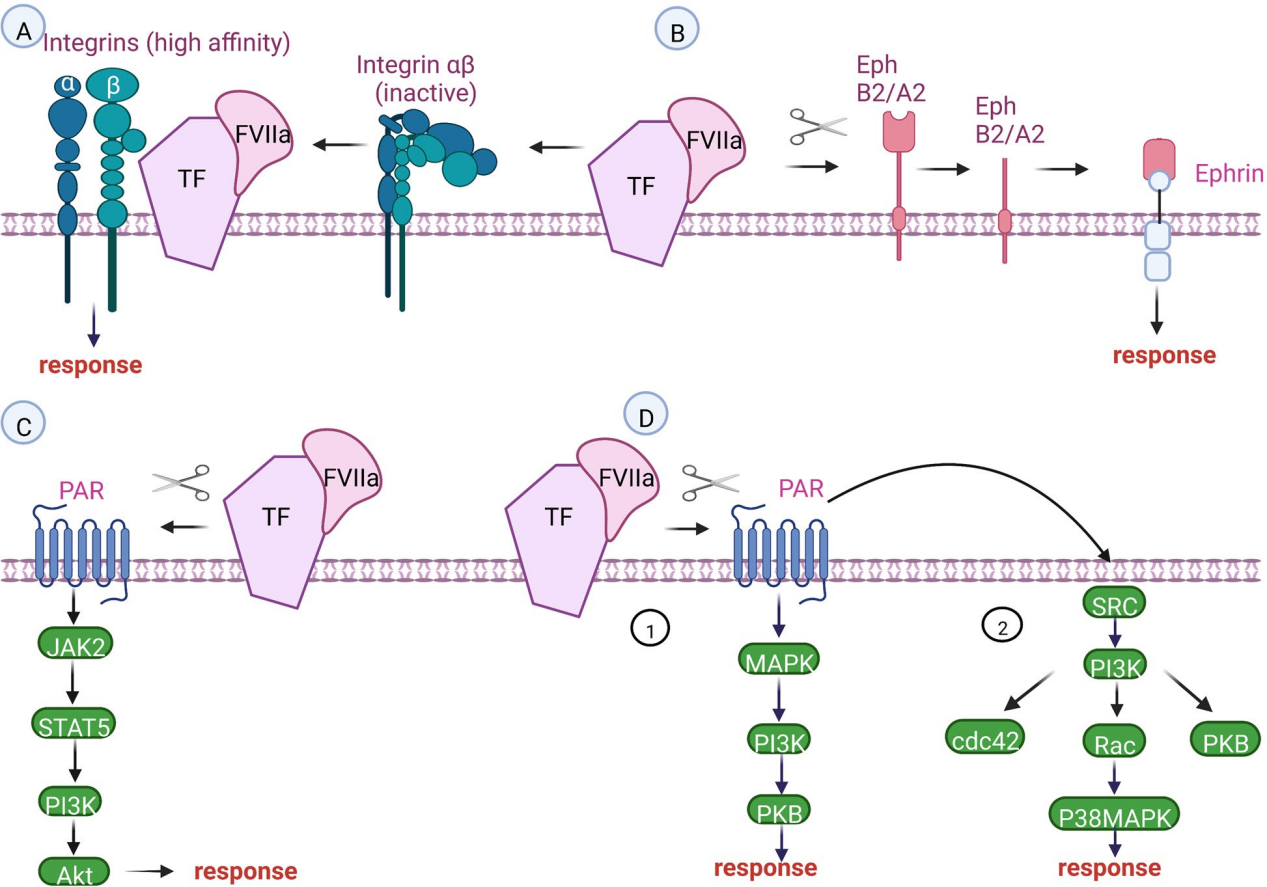 Via142 Pattern 凝血途径启动子CD142