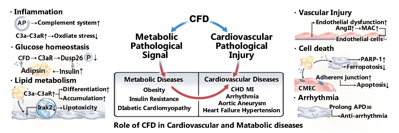补体替代途径限速酶CFD