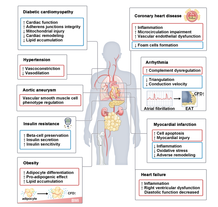 补体替代途径限速酶CFD