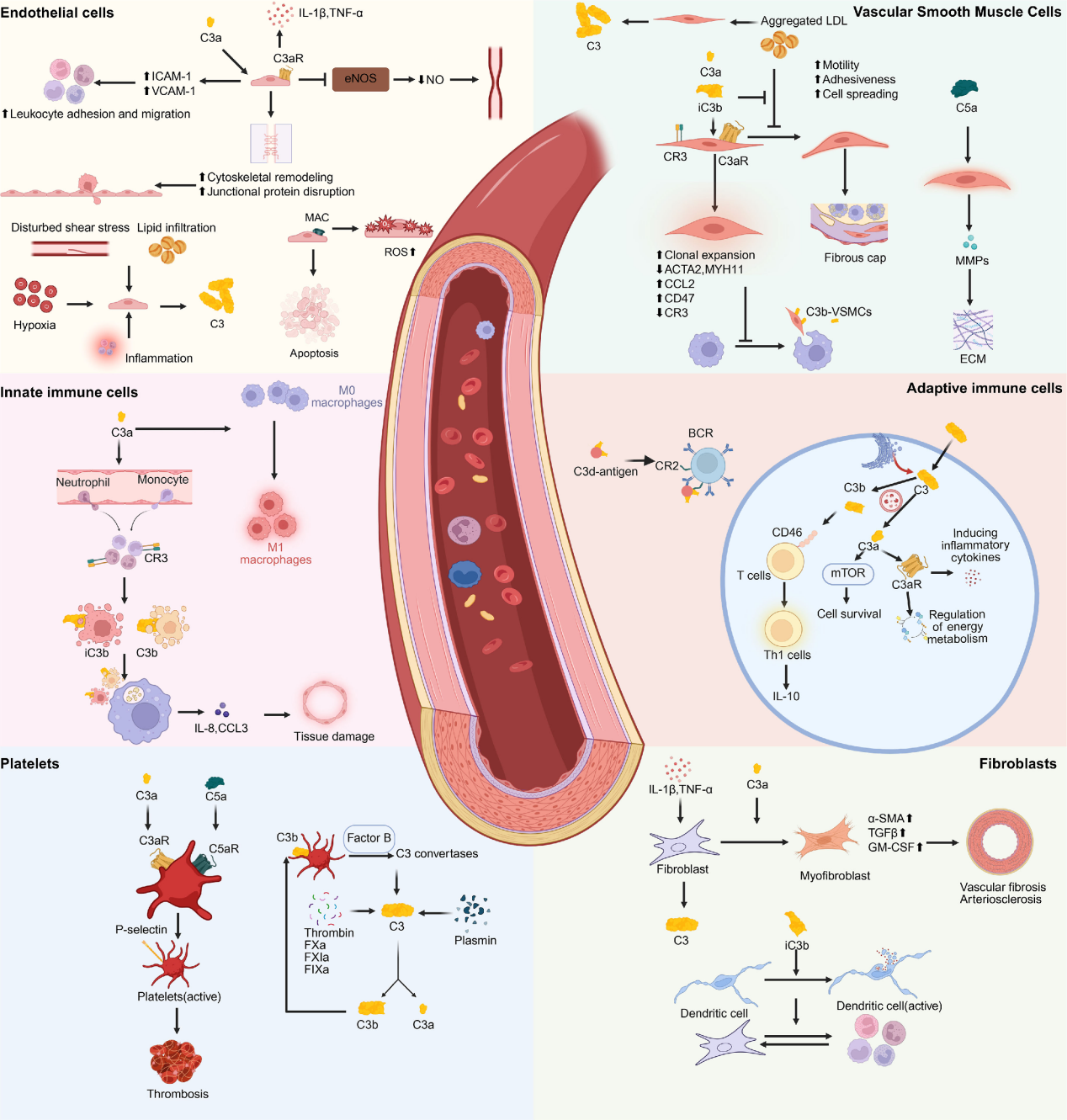 补体核心效应分子C3